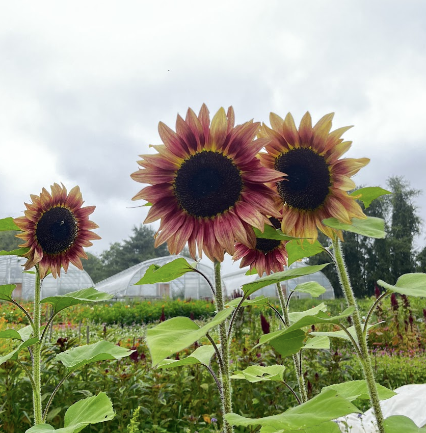 Butterbee Farm-Hibiscus Mahogany Splendor